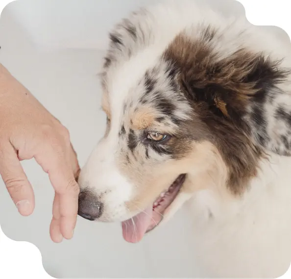 All Dogs Unleashed Dog Training — photo from the business 10