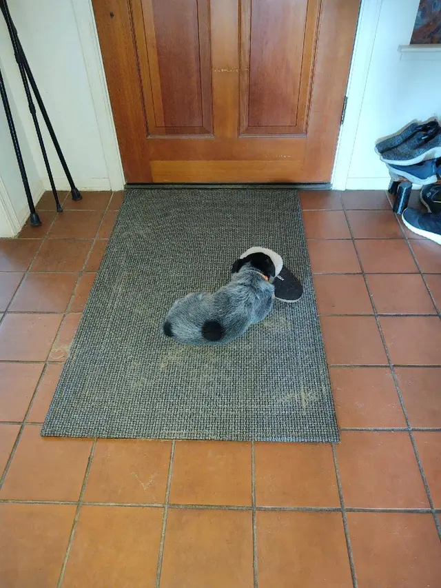 Customer photo of work by All Dogs Unleashed Dog Training, from Sharon Forrest's review