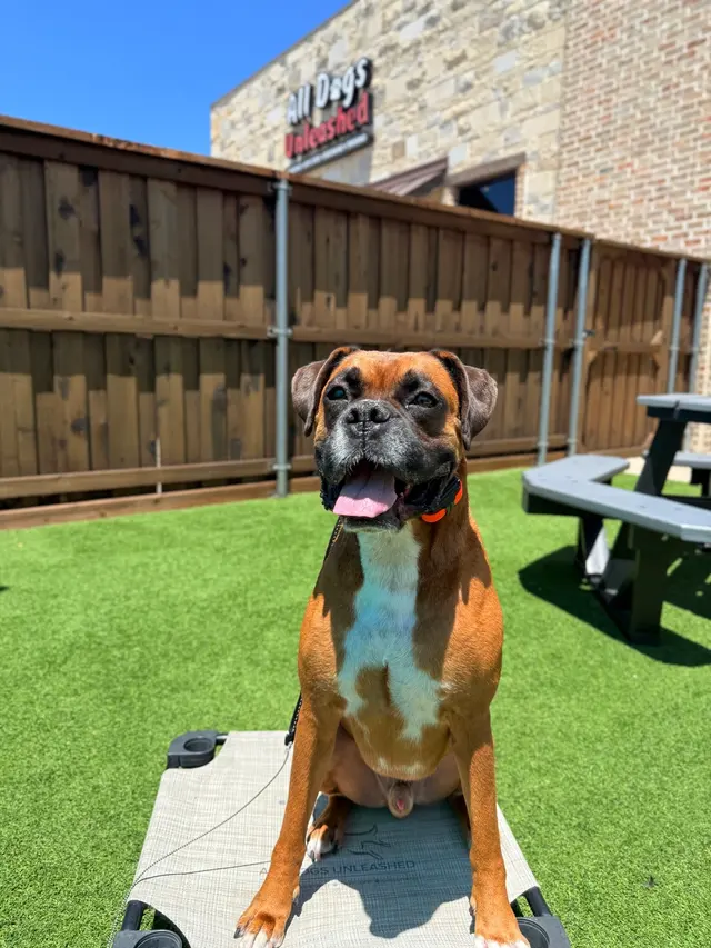 All Dogs Unleashed Dog Training — photo from the business 5