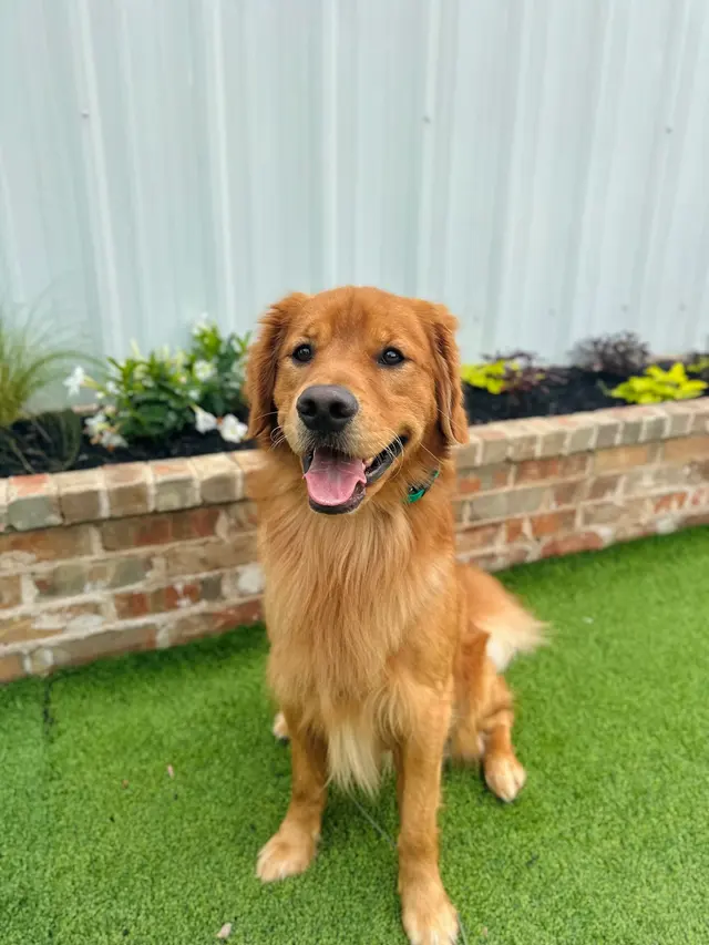 All Dogs Unleashed Dog Training — photo from the business 9