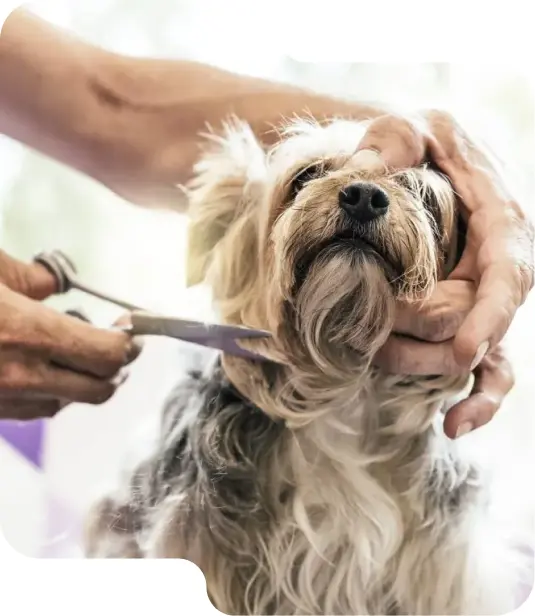 All Dogs Unleashed Dog Training — photo from the business 3