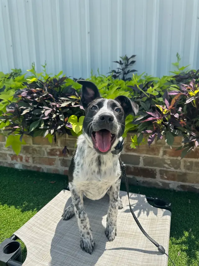 All Dogs Unleashed Dog Training — photo from the business 4