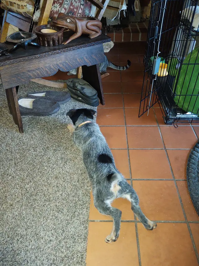 Customer photo of work by All Dogs Unleashed Dog Training, from Sharon Forrest's review