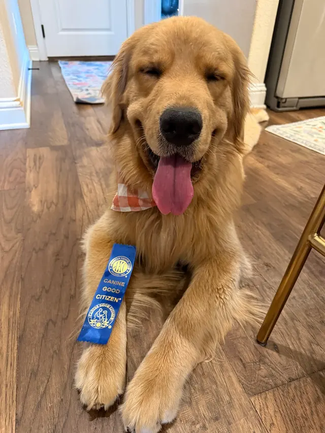 Dog Training Elite Austin — photo from the business 4