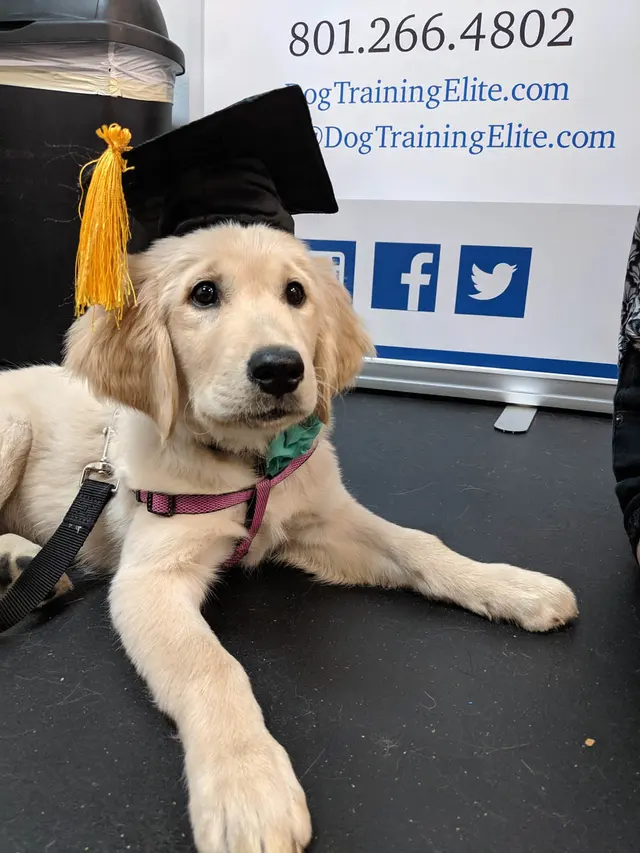 Dog Training Elite Austin — photo from the business 10