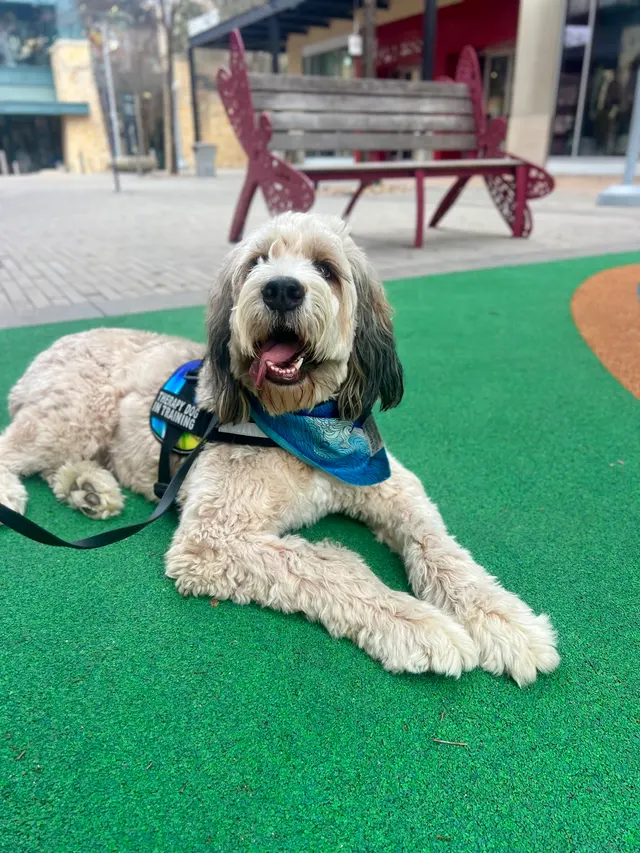 Dog Training Elite Austin — photo from the business 6