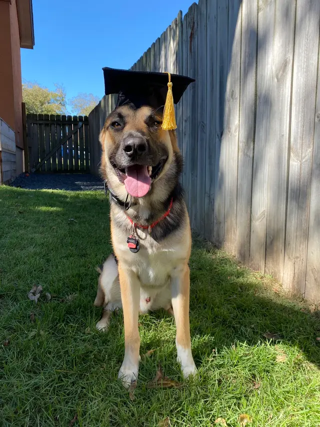 Dog Training Elite Austin — photo from the business 8