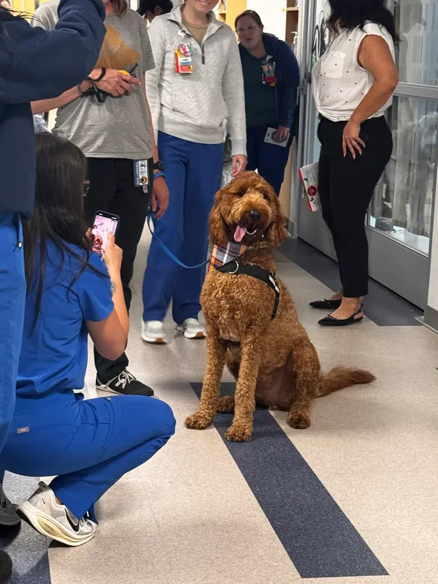 Dog Training Elite Austin — photo from the business 5