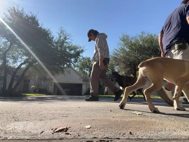 Customer photo of work by Dog Training Elite Austin, from Frank Flores's review