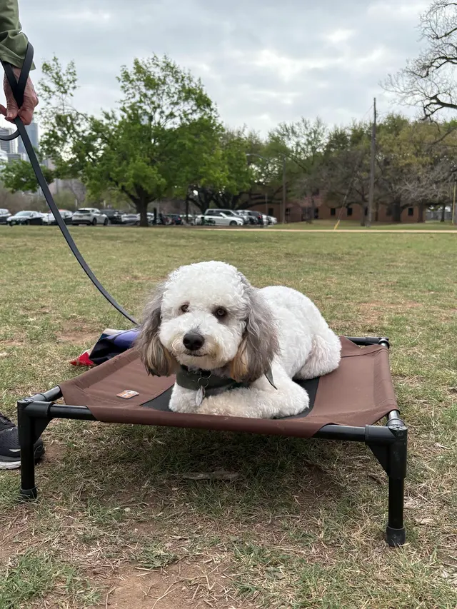 Dog Training Elite Austin — photo from the business 3