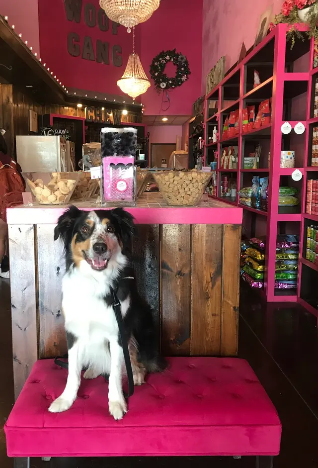 Dog Training Elite Austin — photo from the business 12