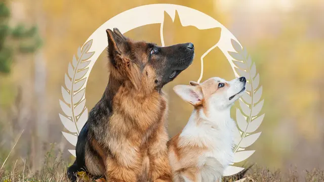 Dog Training Elite Austin — photo from the business 1