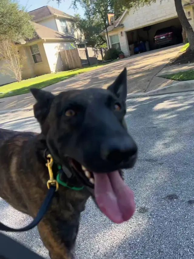 Customer photo of work by Dog Training Elite Austin, from Frank Flores's review