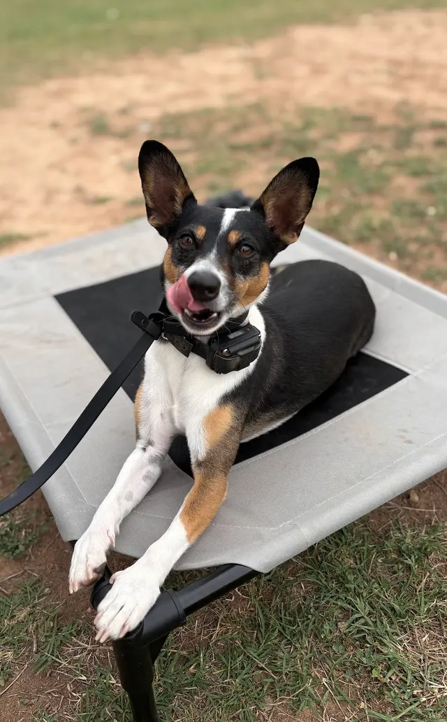 Dog Training Elite Austin — photo from the business 9