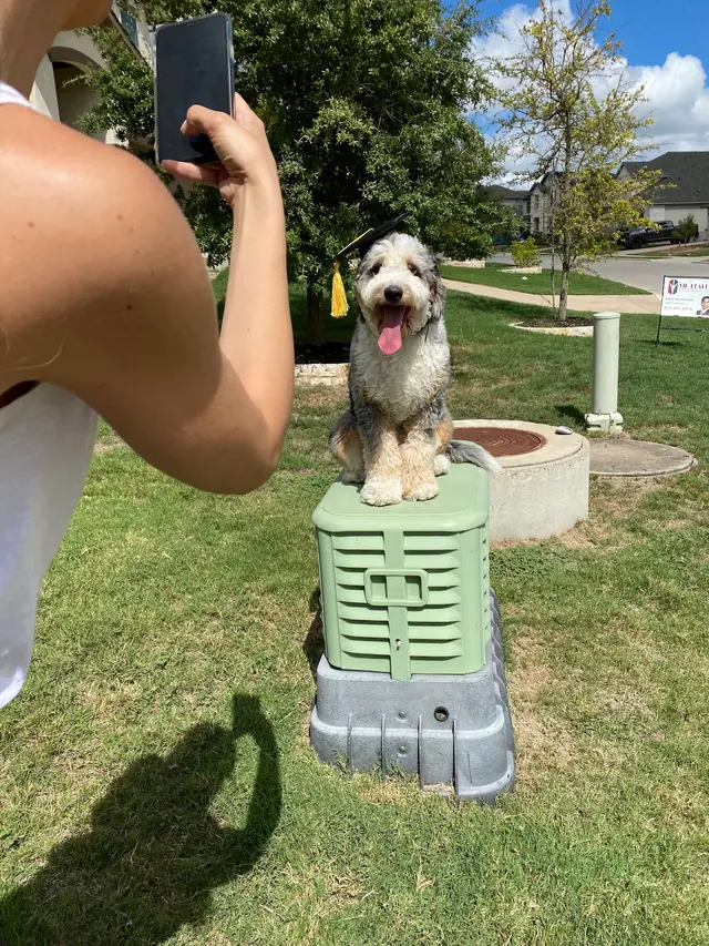 Dog Training Elite Austin — photo from the business 11