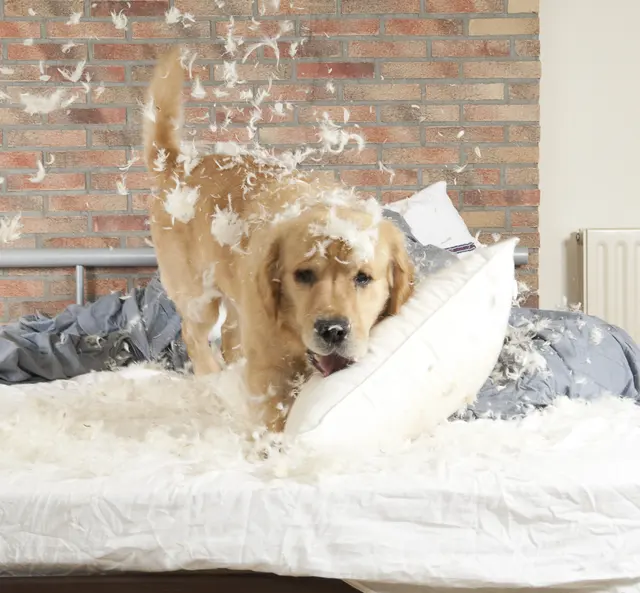 Canine Moxy — photo from the business 3