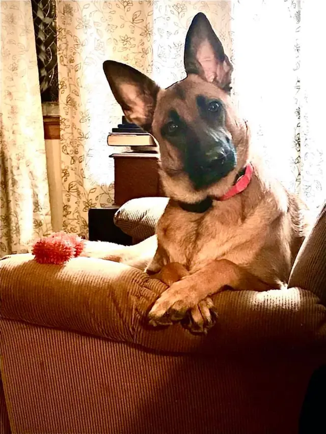 Canine Moxy — photo from the business 11