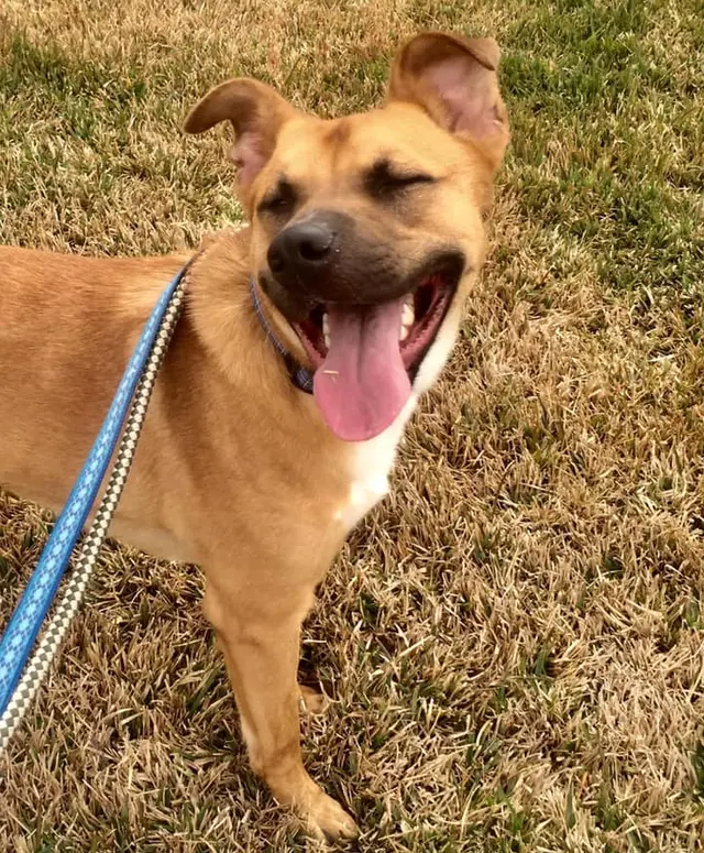 Canine Moxy — photo from the business 6