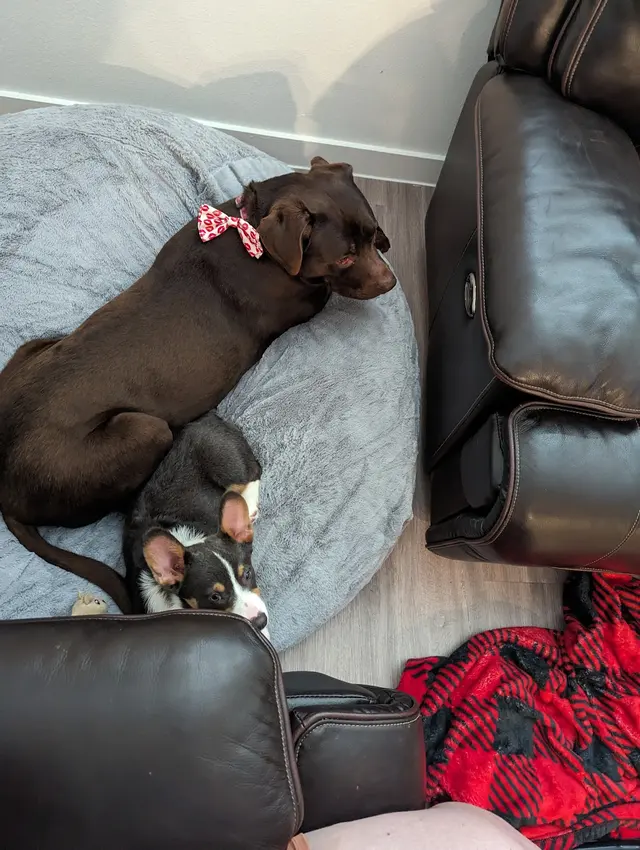 Canine Moxy — customer photo 4