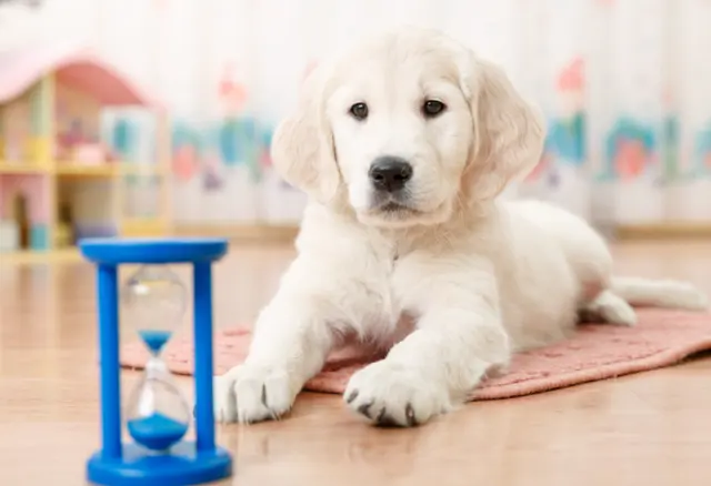 Canine Moxy — photo from the business 5