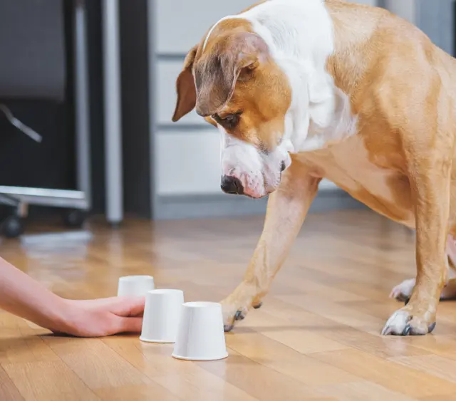 Canine Moxy — photo from the business 7