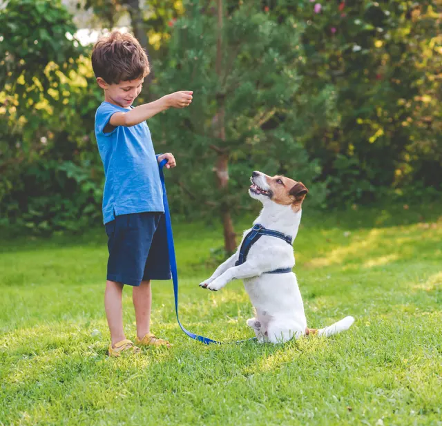 Canine Moxy — photo from the business 2