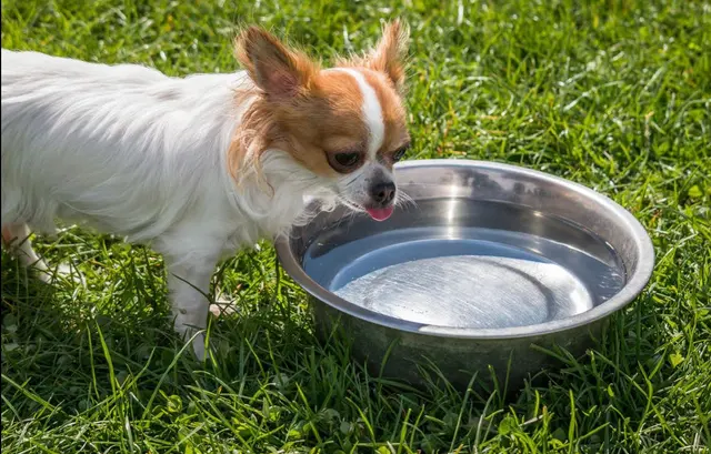 Canine Moxy — photo from the business 9