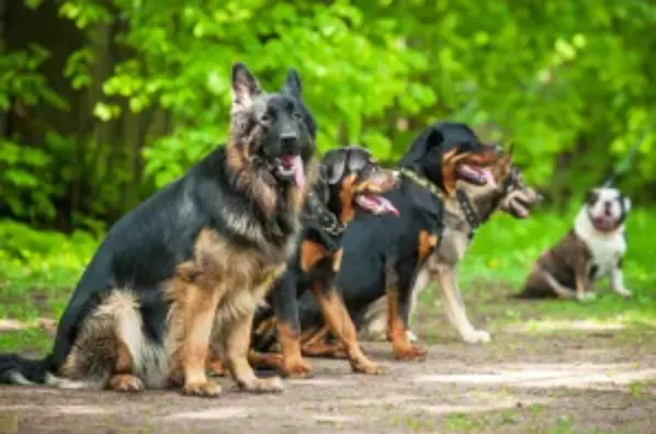 Canine Moxy — photo from the business 1