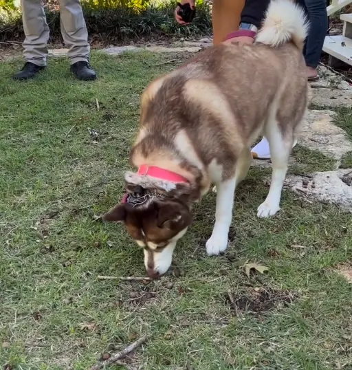 Canine Moxy — photo from the business 12