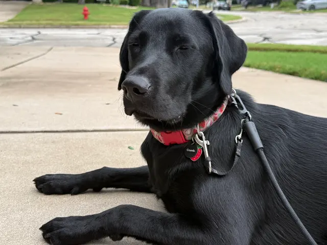 Customer photo of work by The Stellar Dog, LLC, from No_Plain_Janes's review