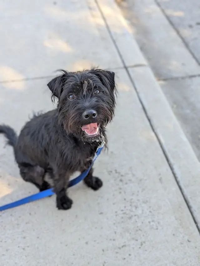 The Stellar Dog, LLC — photo from the business 9