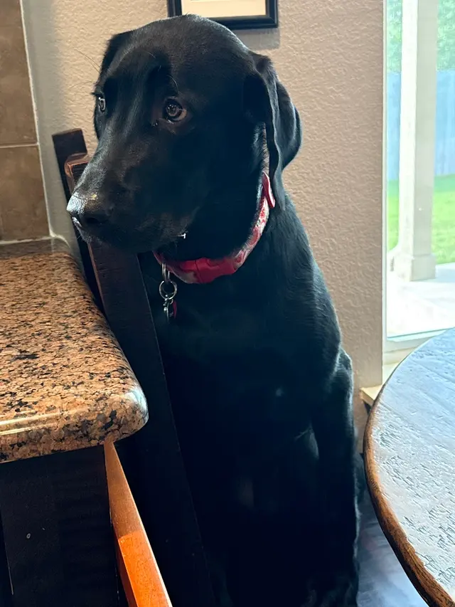 Customer photo of work by The Stellar Dog, LLC, from No_Plain_Janes's review