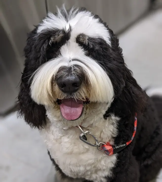 The Stellar Dog, LLC — photo from the business 1