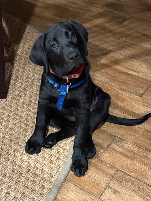 Customer photo of work by The Stellar Dog, LLC, from No_Plain_Janes's review