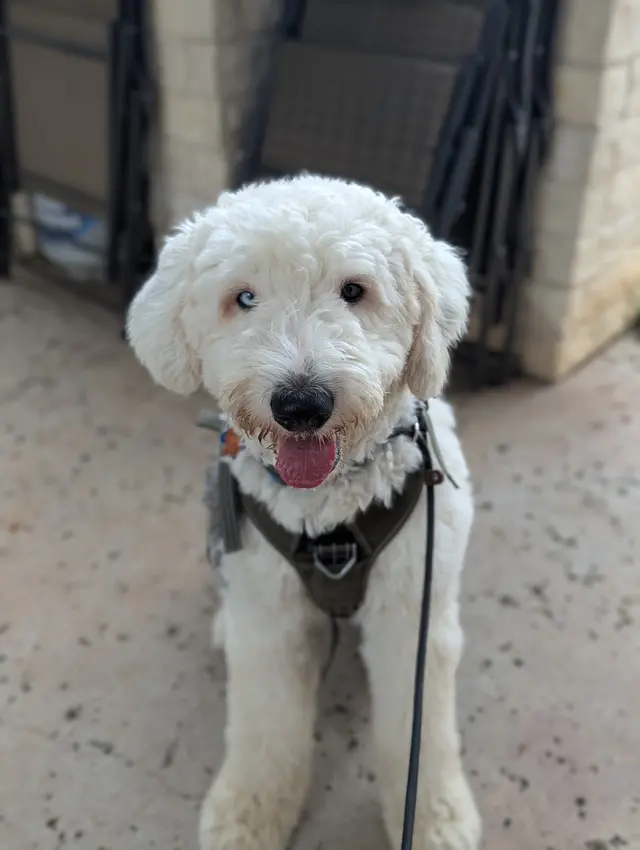 The Stellar Dog, LLC — photo from the business 2