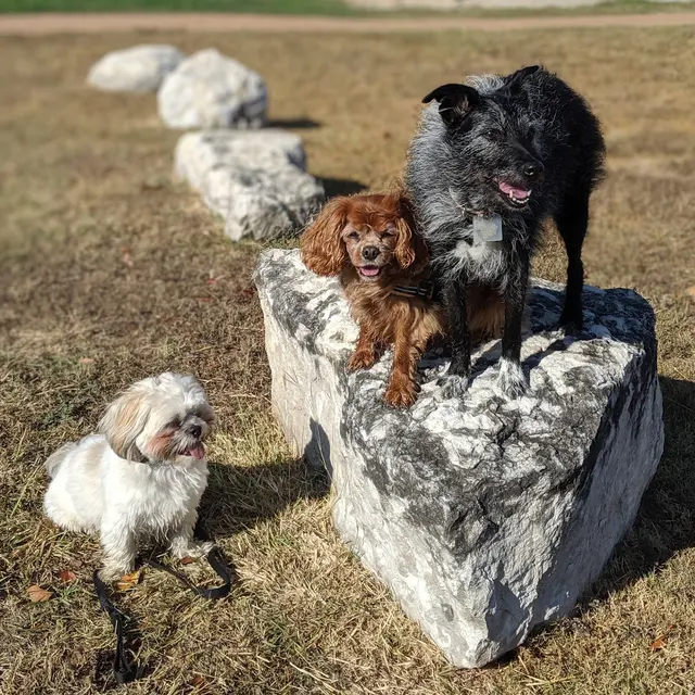 The Stellar Dog, LLC — photo from the business 12
