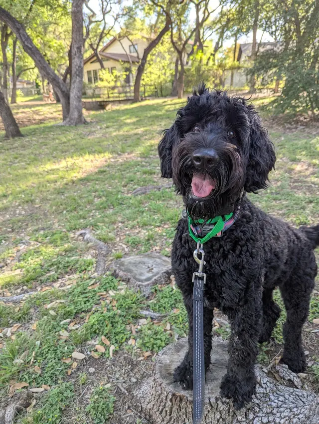 The Stellar Dog, LLC — photo from the business 7