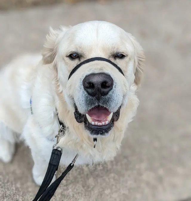 The Stellar Dog, LLC — photo from the business 8