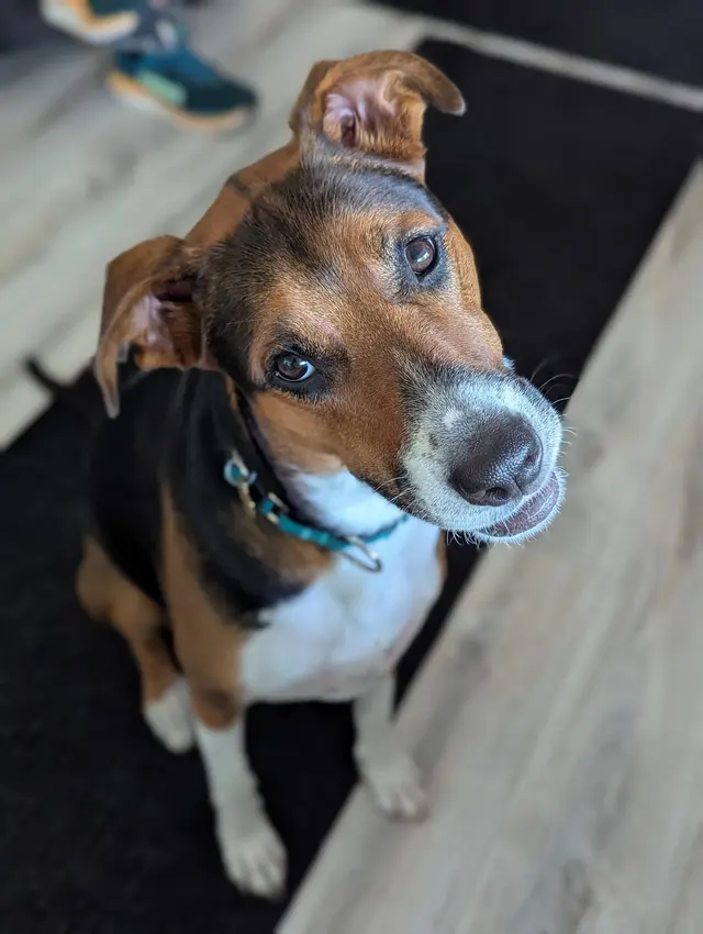 The Stellar Dog, LLC — photo from the business 3