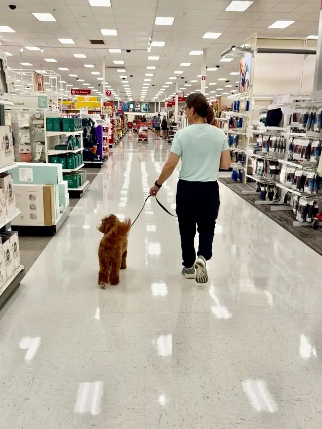 The Stellar Dog, LLC — customer photo 5