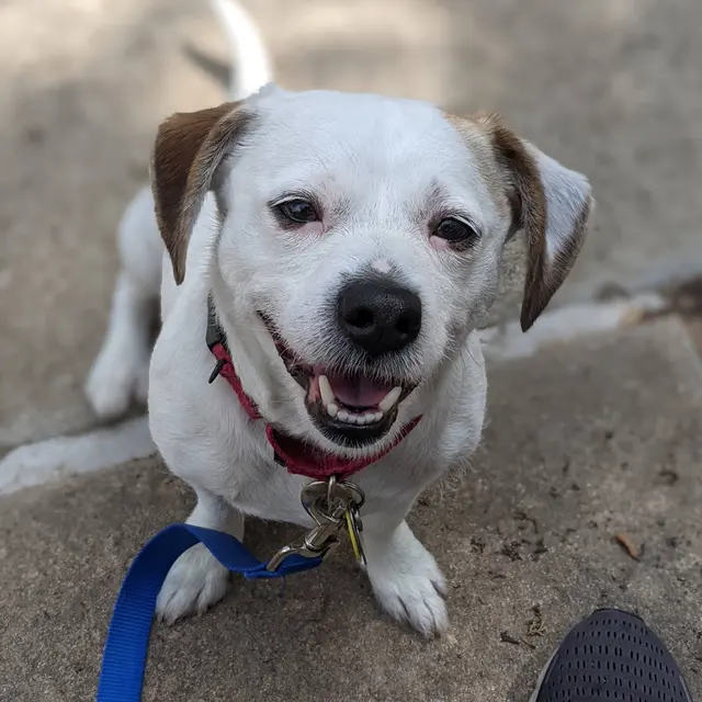 The Stellar Dog, LLC — photo from the business 6