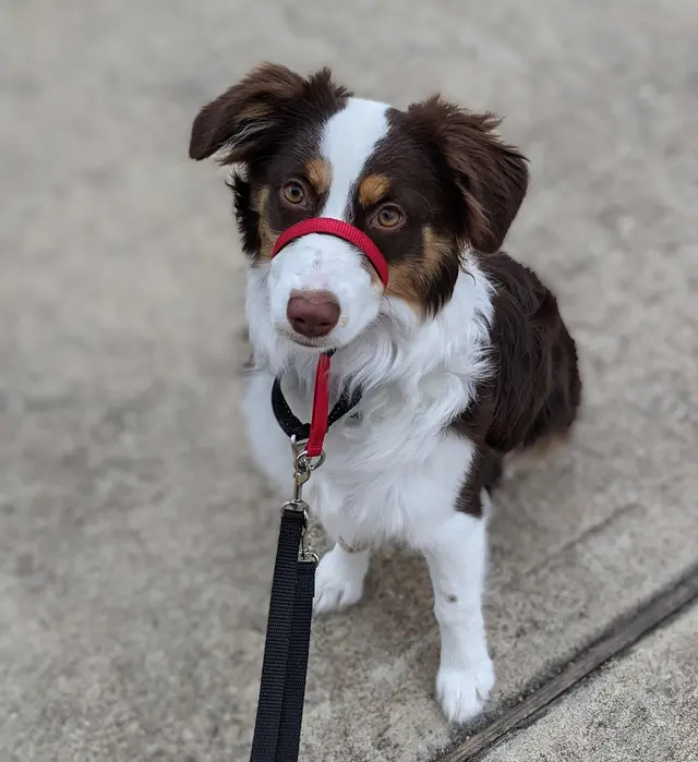 The Stellar Dog, LLC — photo from the business 11