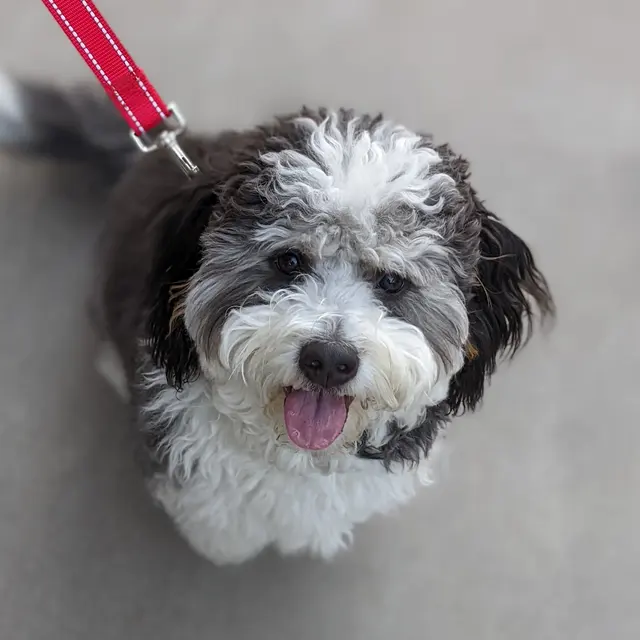 The Stellar Dog, LLC — photo from the business 4