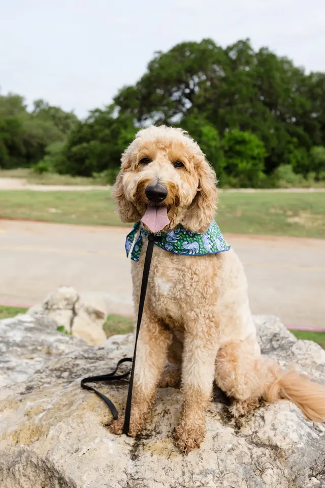 Traction Dog Training Club — customer photo 12