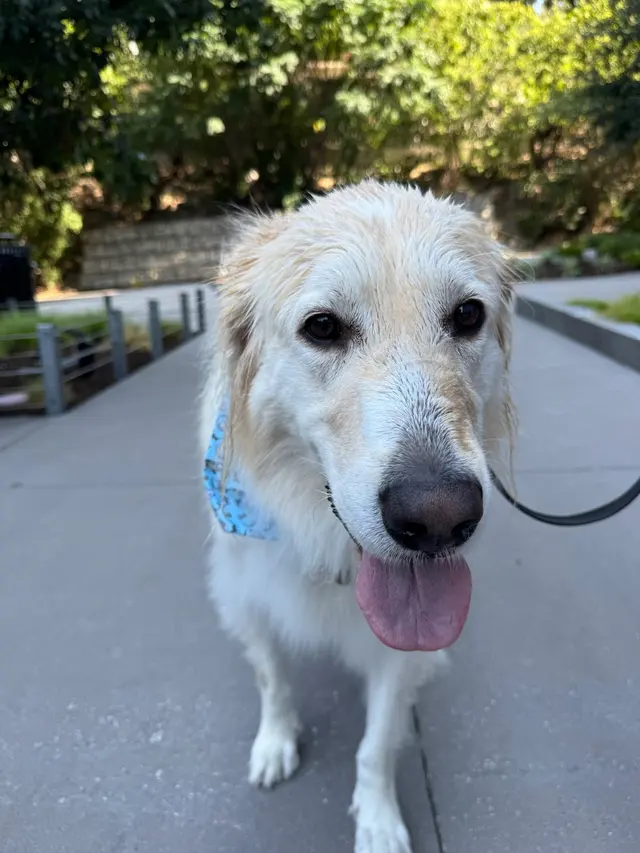 Traction Dog Training Club — customer photo 2