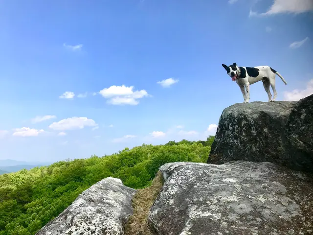 Traction Dog Training Club — photo from the business 7