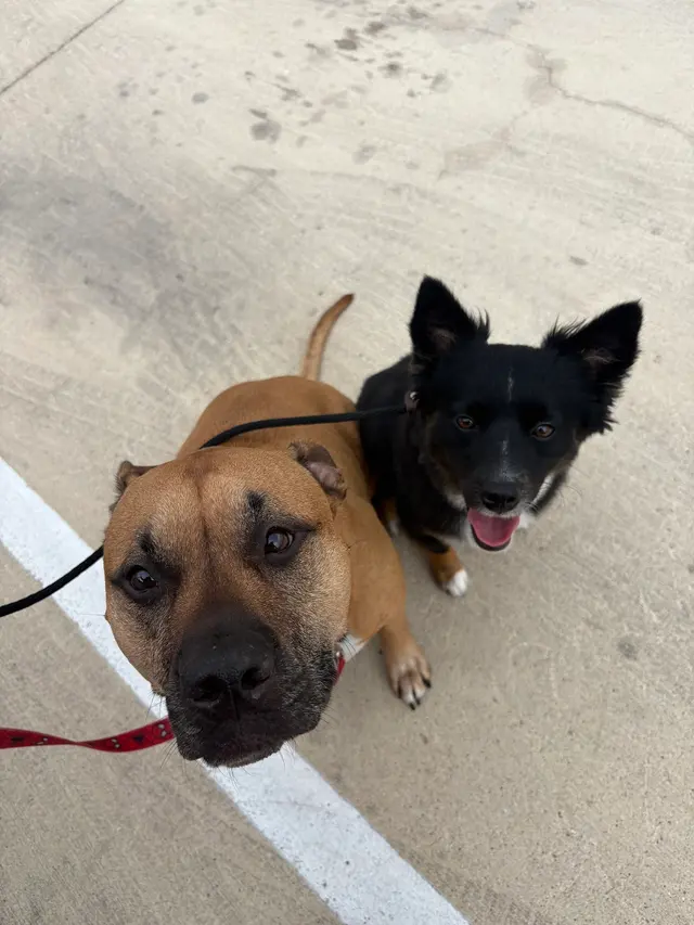 Traction Dog Training Club — customer photo 10