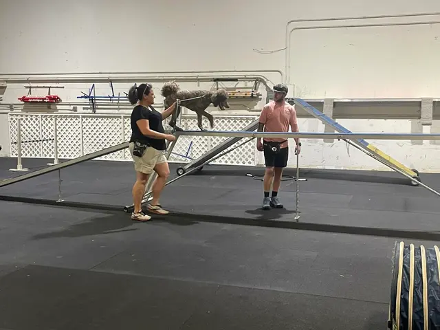 Traction Dog Training Club — photo from the business 5