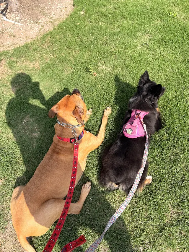 Traction Dog Training Club — customer photo 9