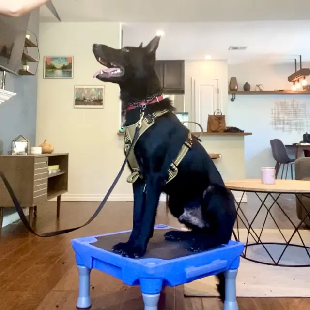 Traction Dog Training Club — photo from the business 1
